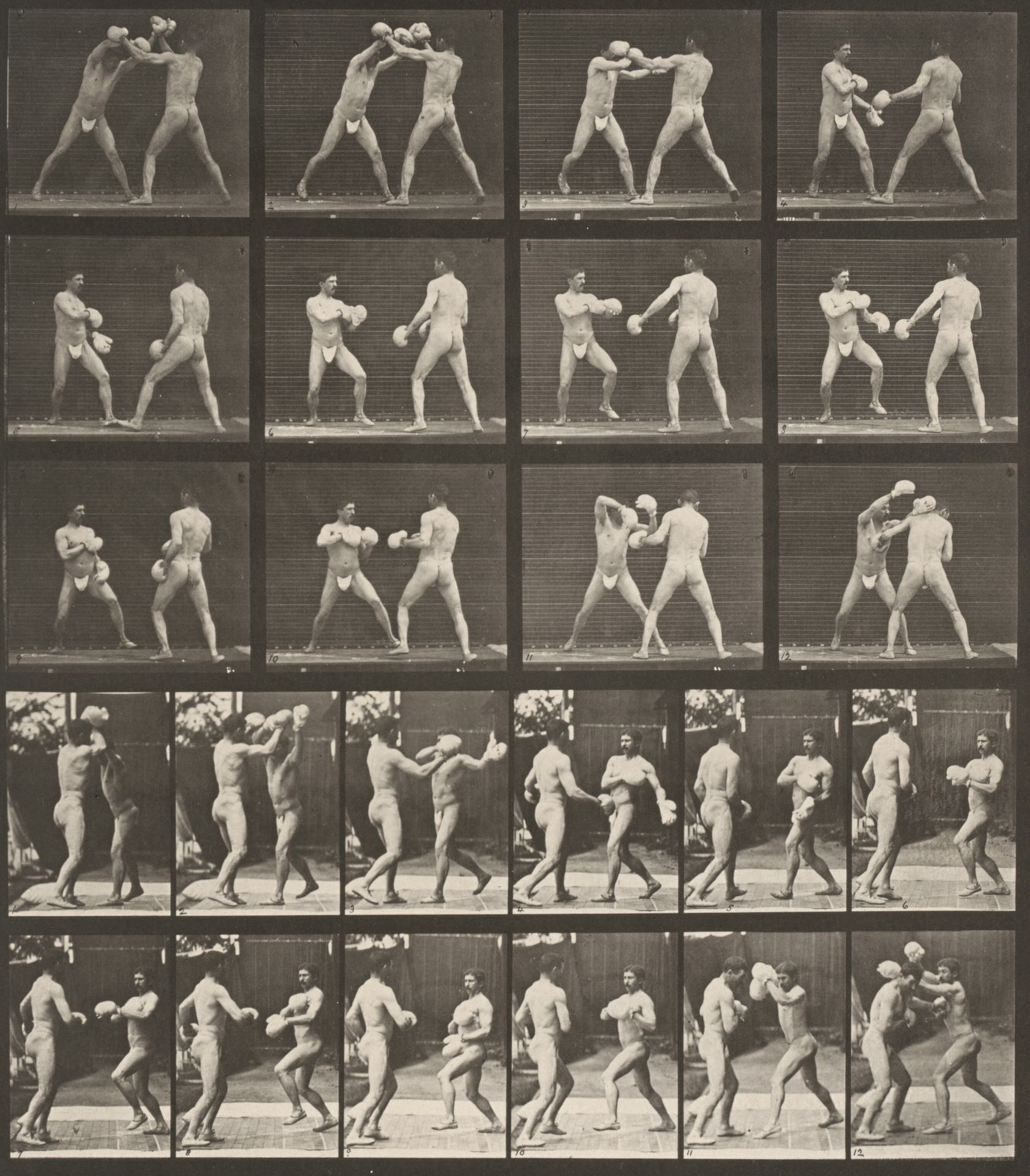 Plate Number 334. Boxing with gloves by Eadweard Muybridge