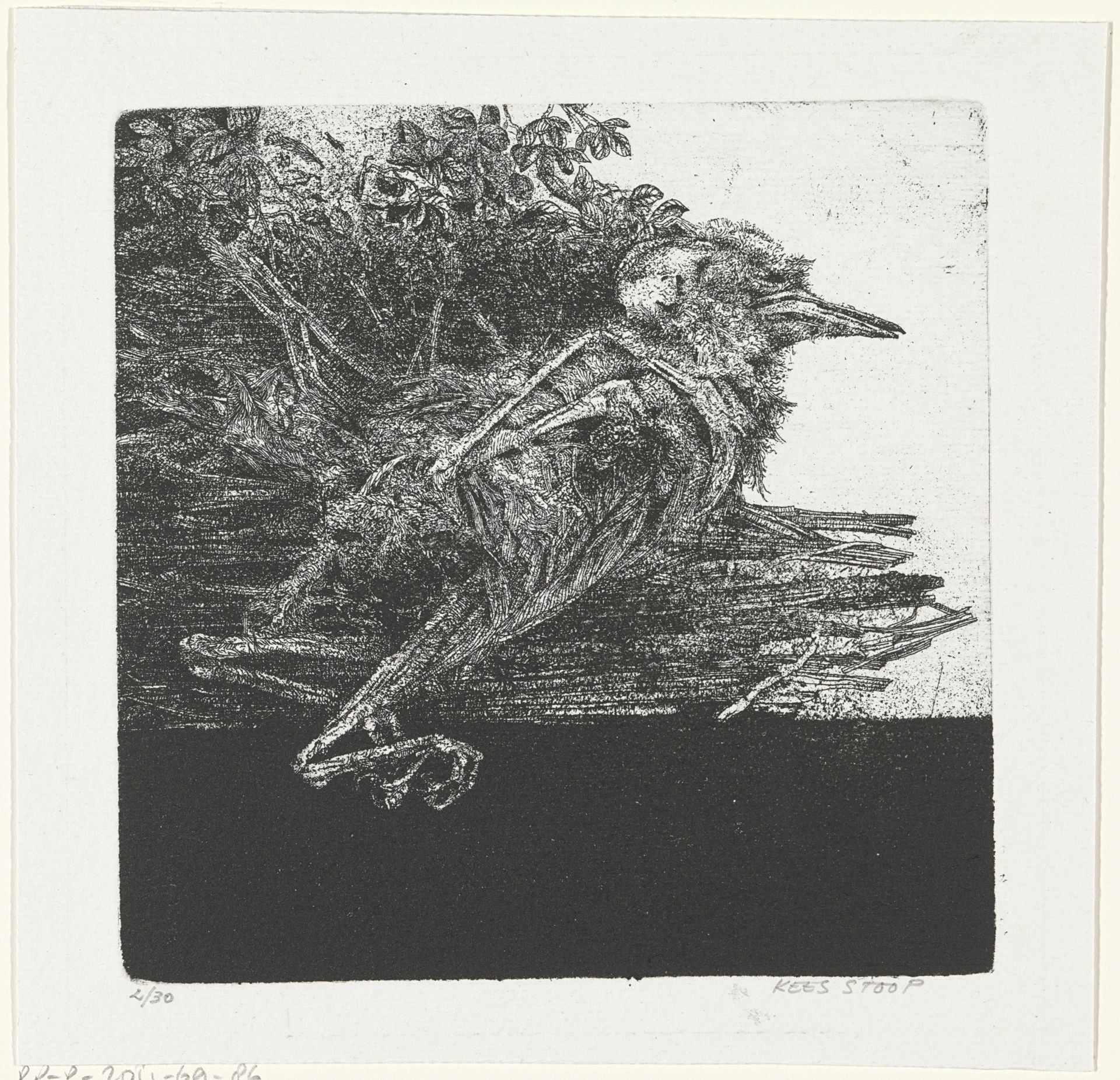 Dode vogel by Kees Stoop