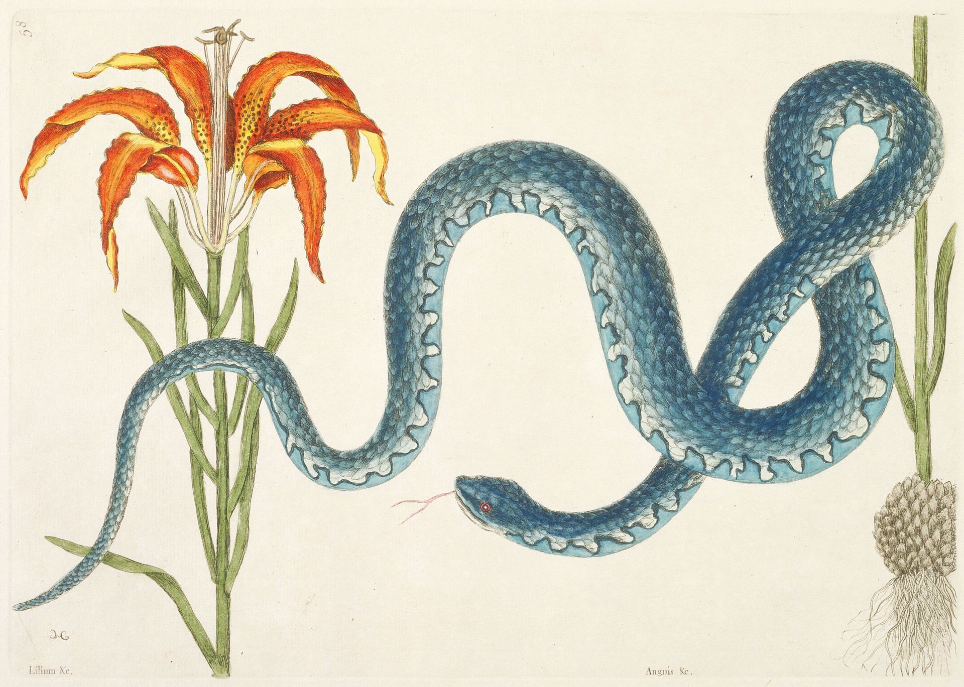The Wampum Snake by Mark Catesby