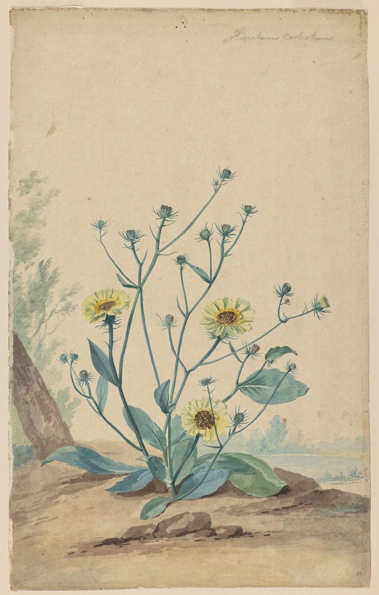 Hawkweed by Aert Schouman