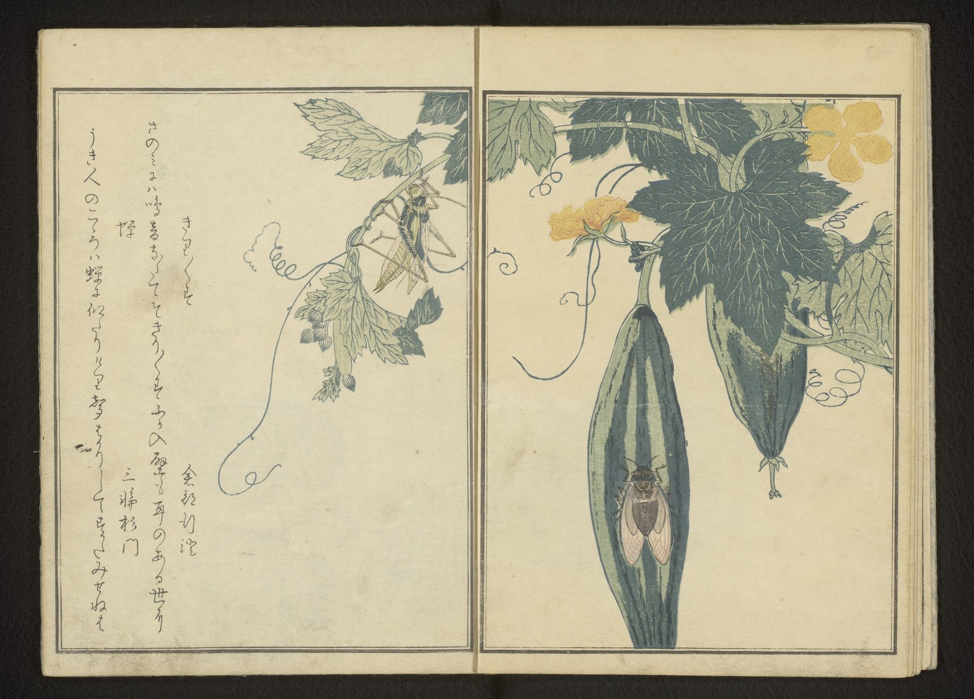 Katydid and cicada on gourd by Kitagawa Utamaro